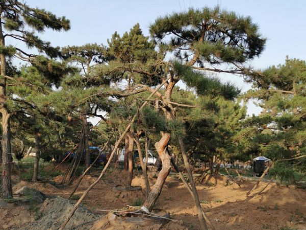 關于造型油松的移栽你應該知道多少？